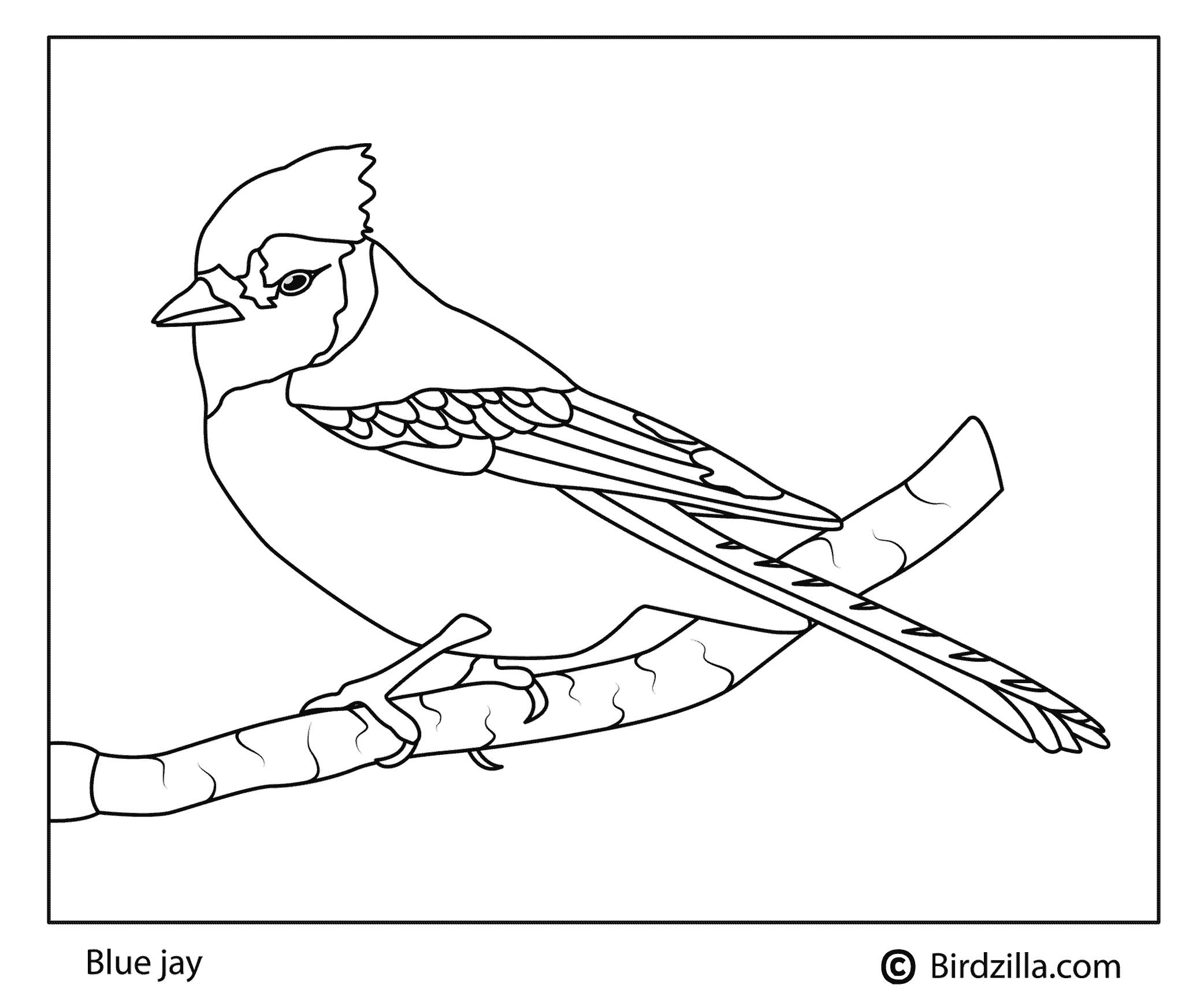 Blue Jay coloring page