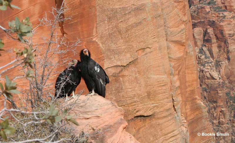 California Condor pair