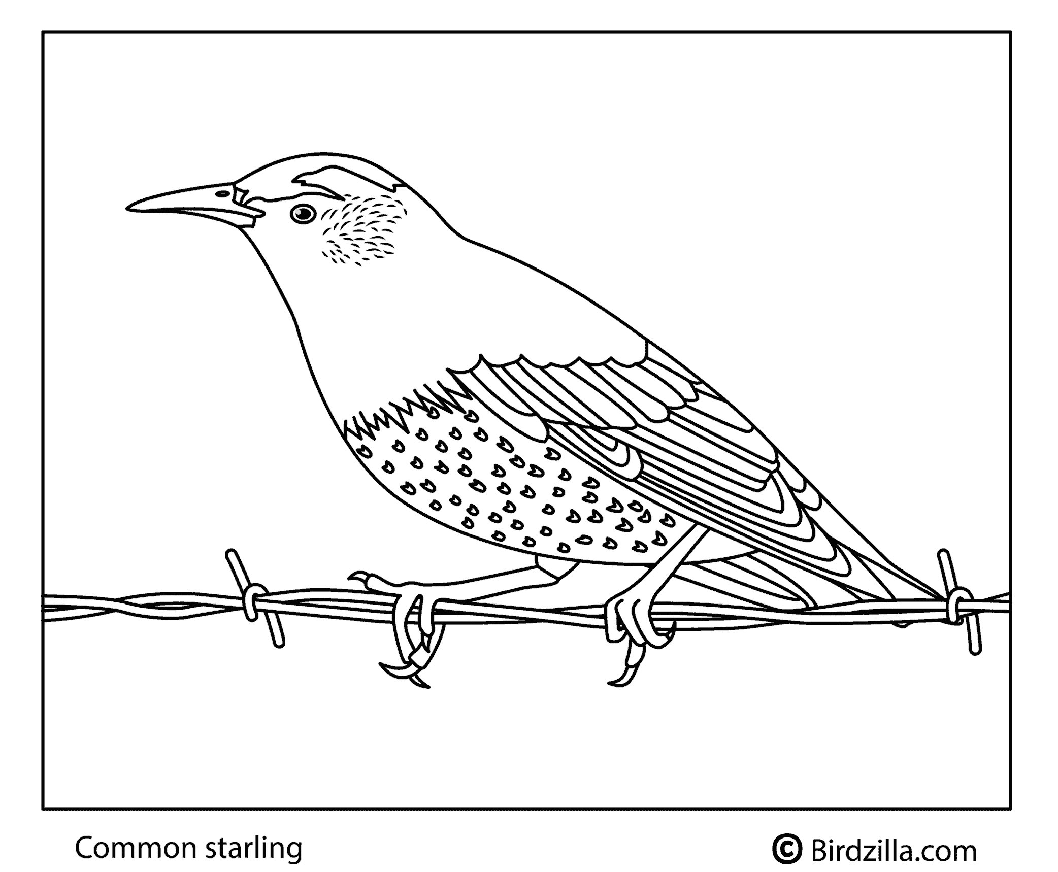 Common starling coloring page