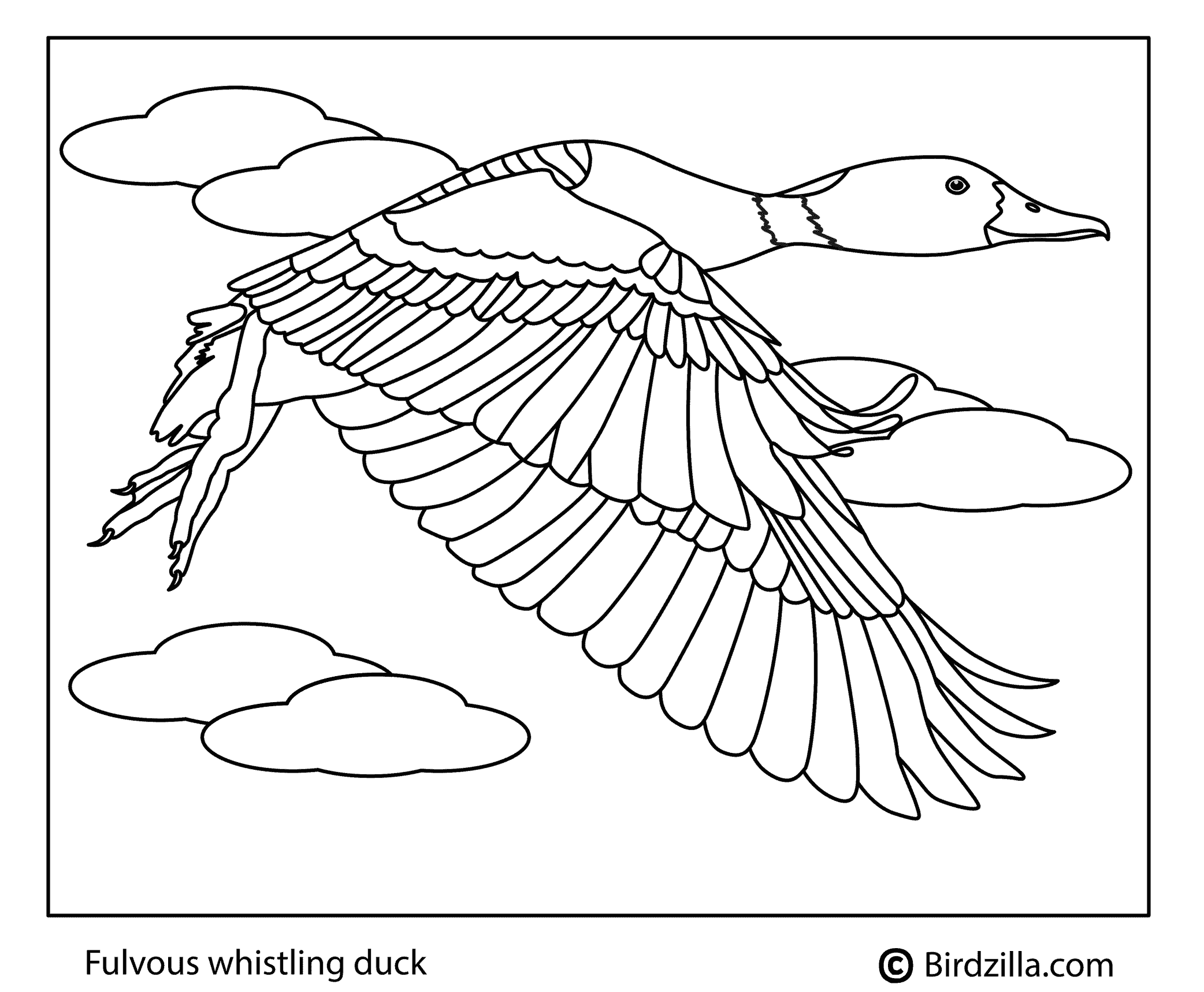 Fulvous-Whistling duck coloring page