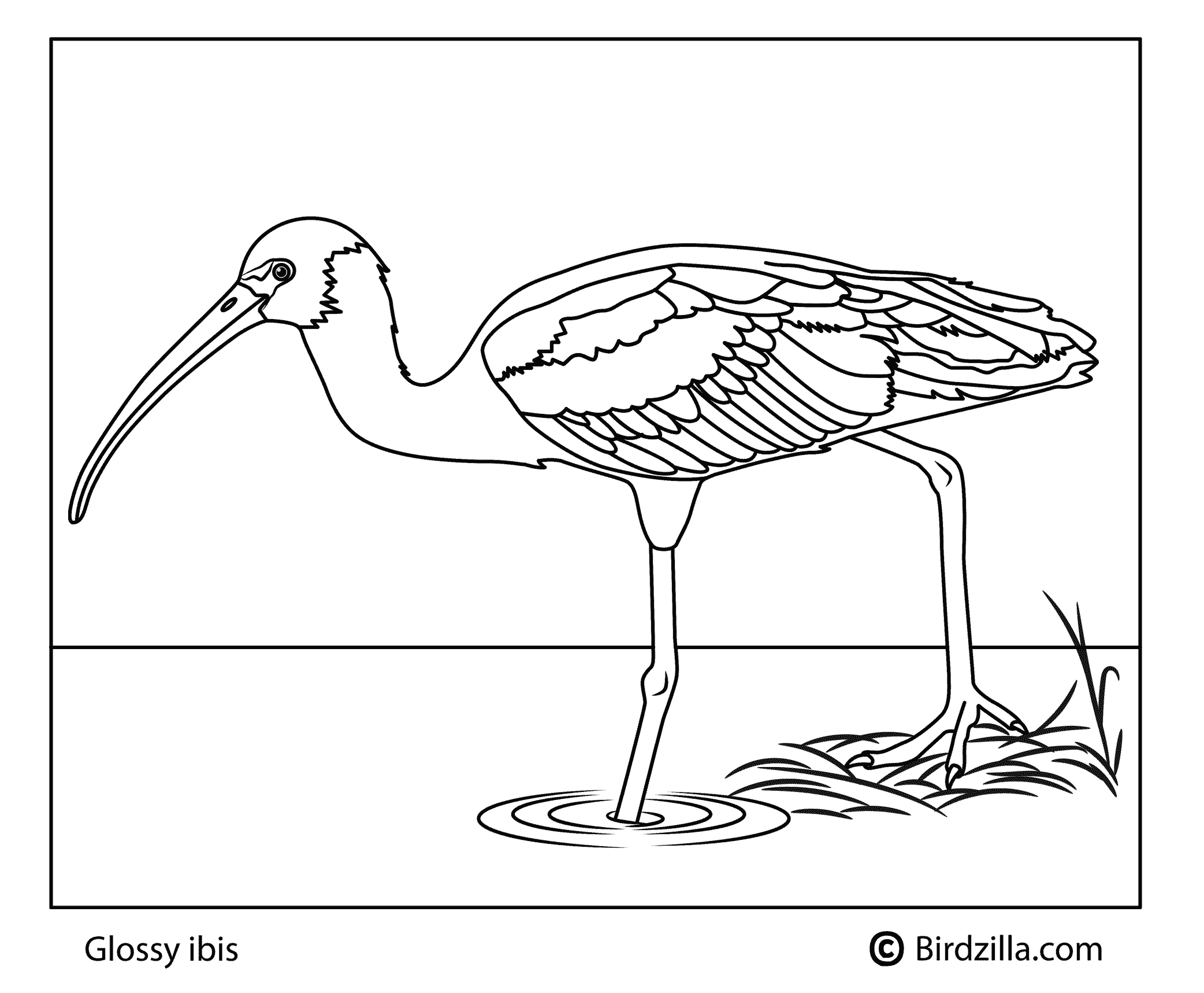 Glossy Ibis coloring page