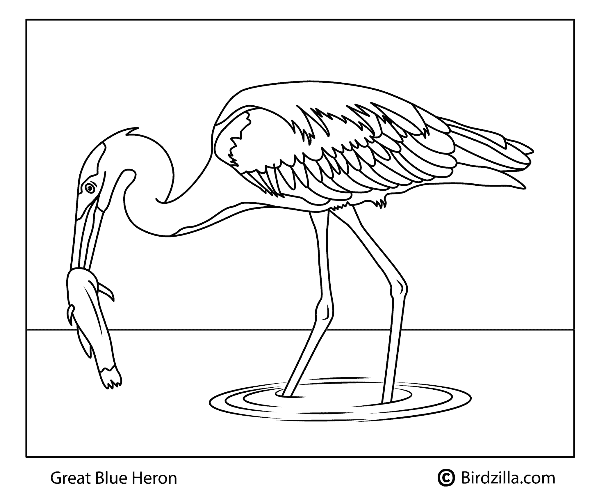 Great blue heron coloring page
