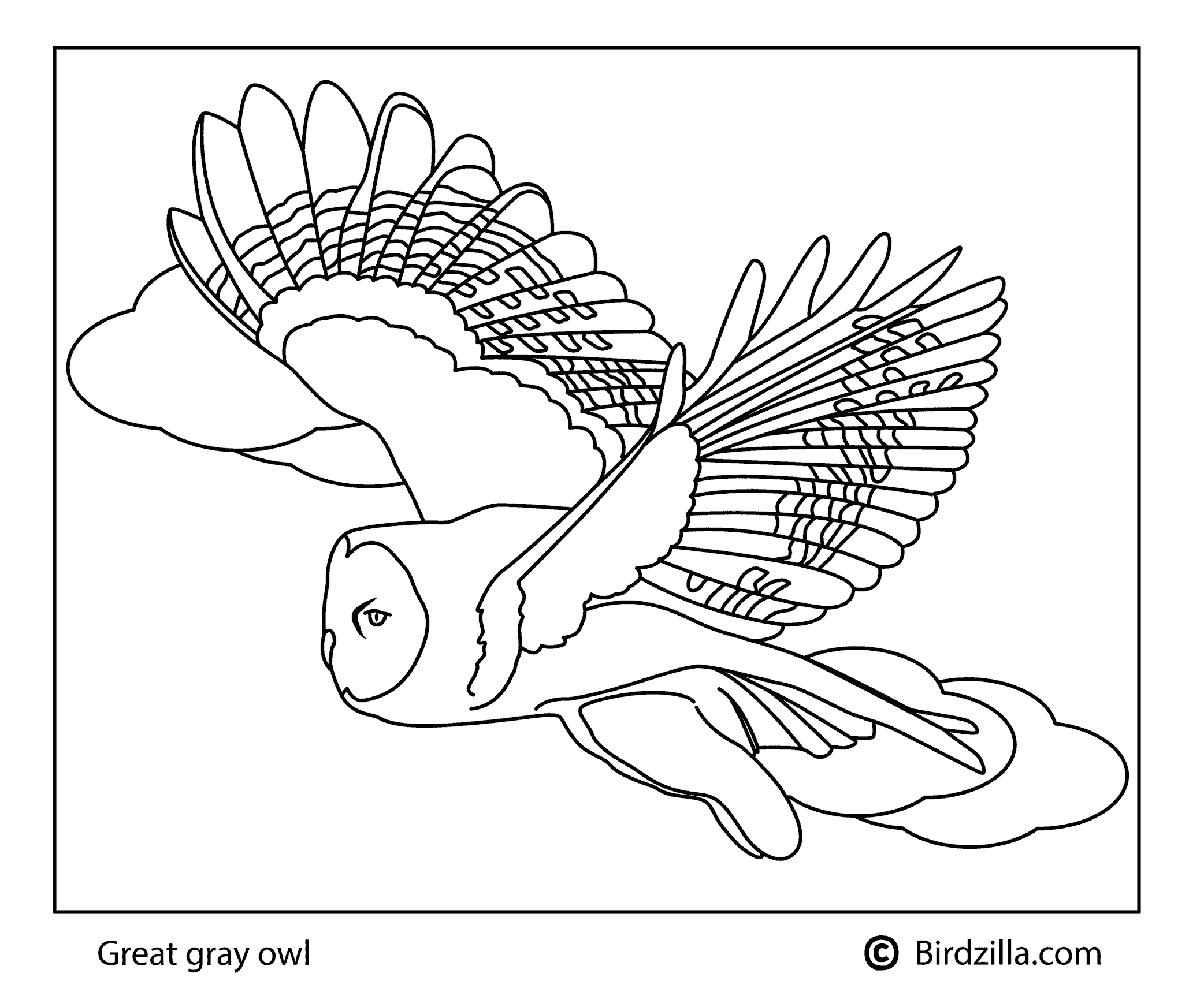 Great-gray-owl-coloring page