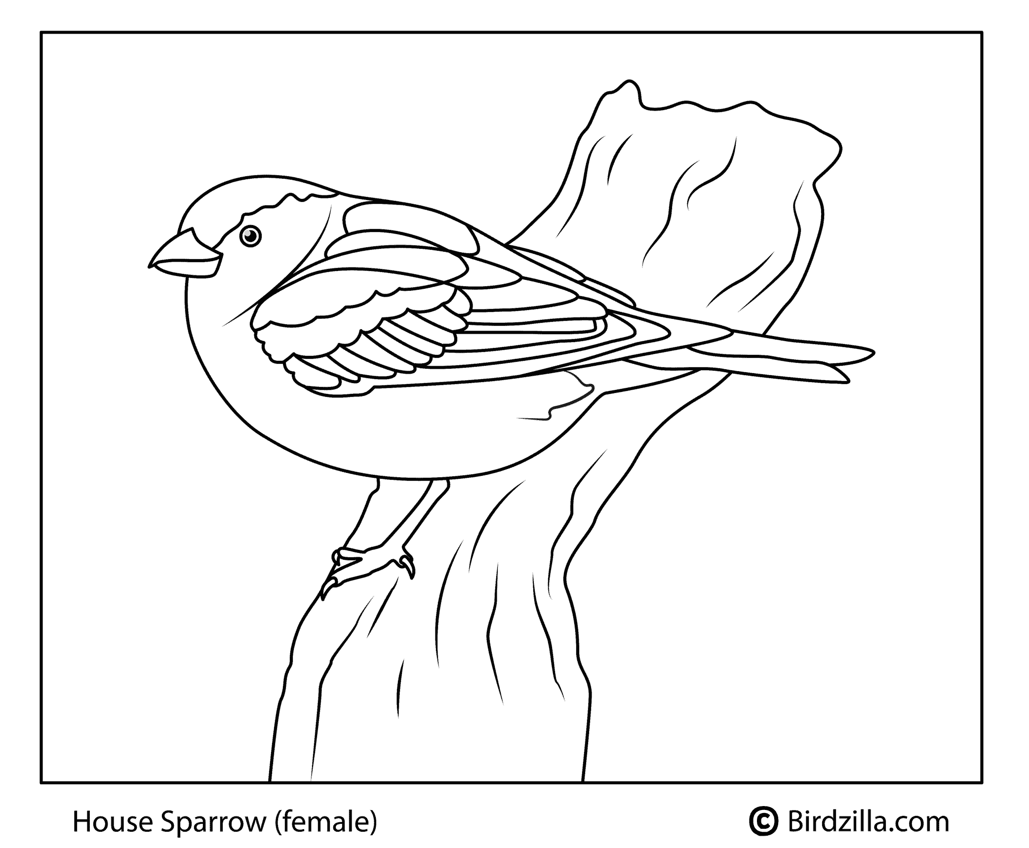 House sparrow coloring page
