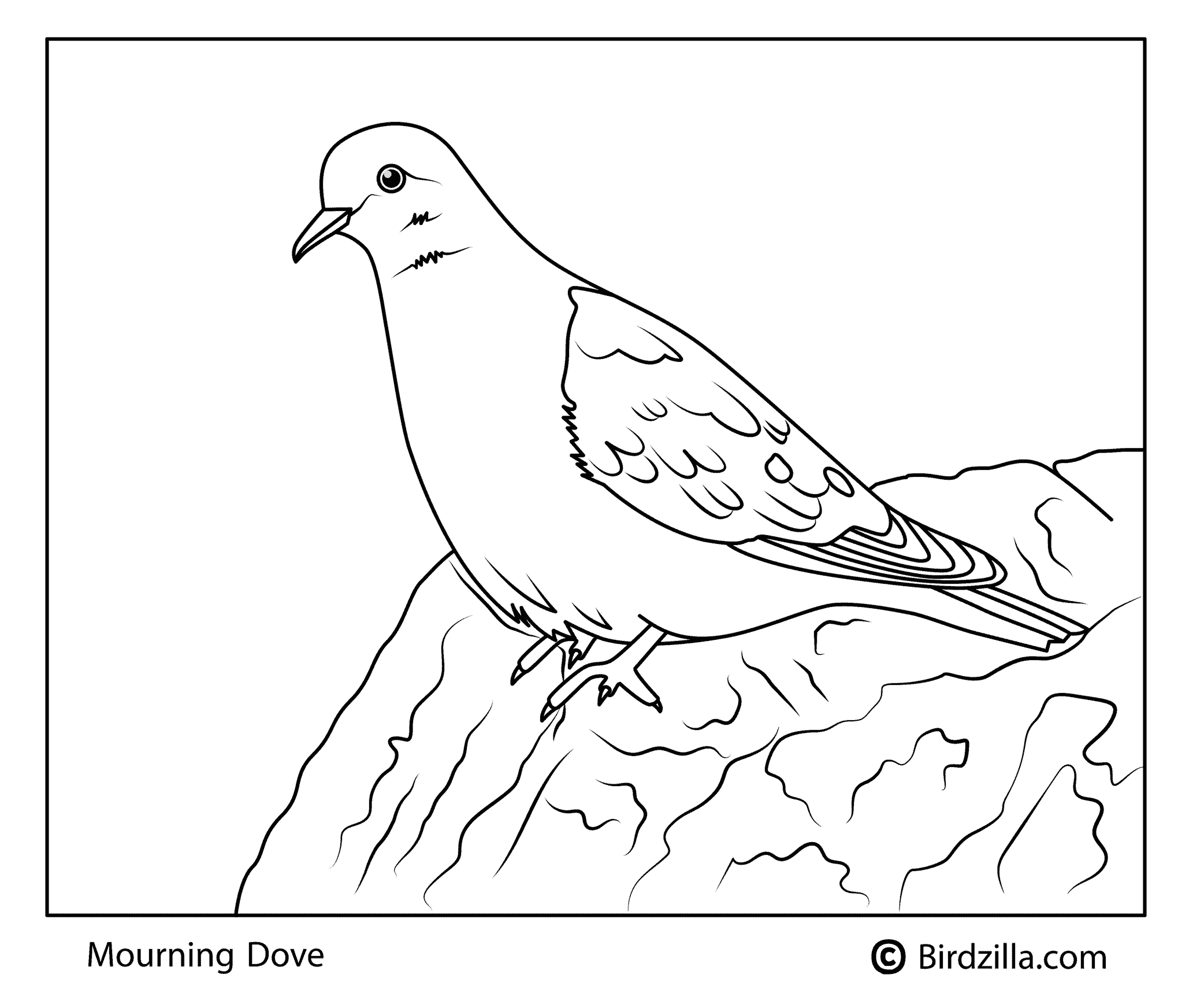 Mourning Dove Coloring page page