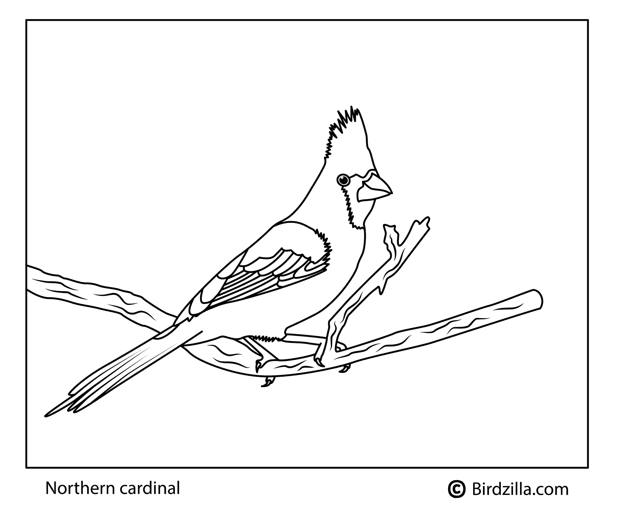 Northern-Cardinal coloring page