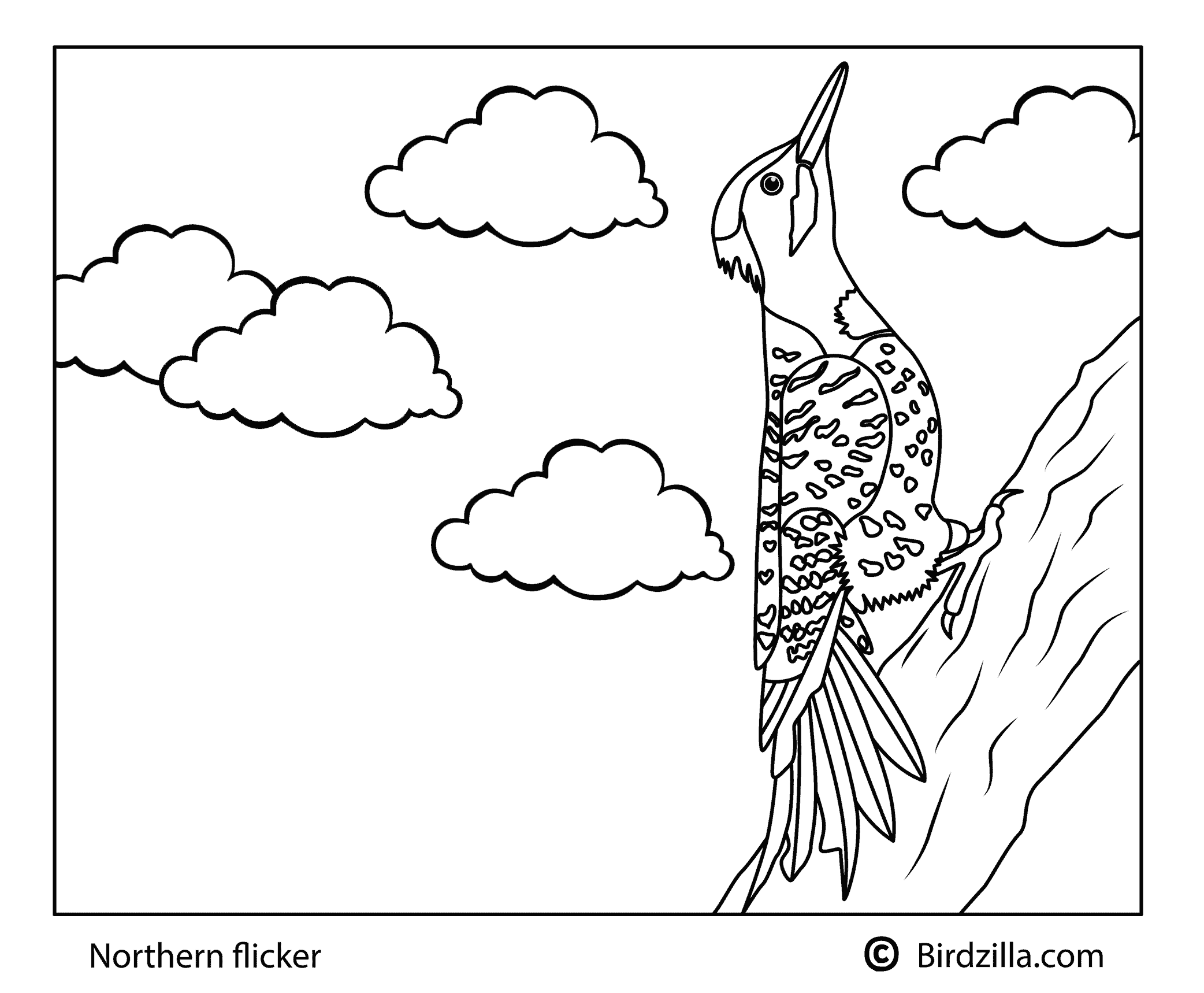 Northern Flicker coloring page