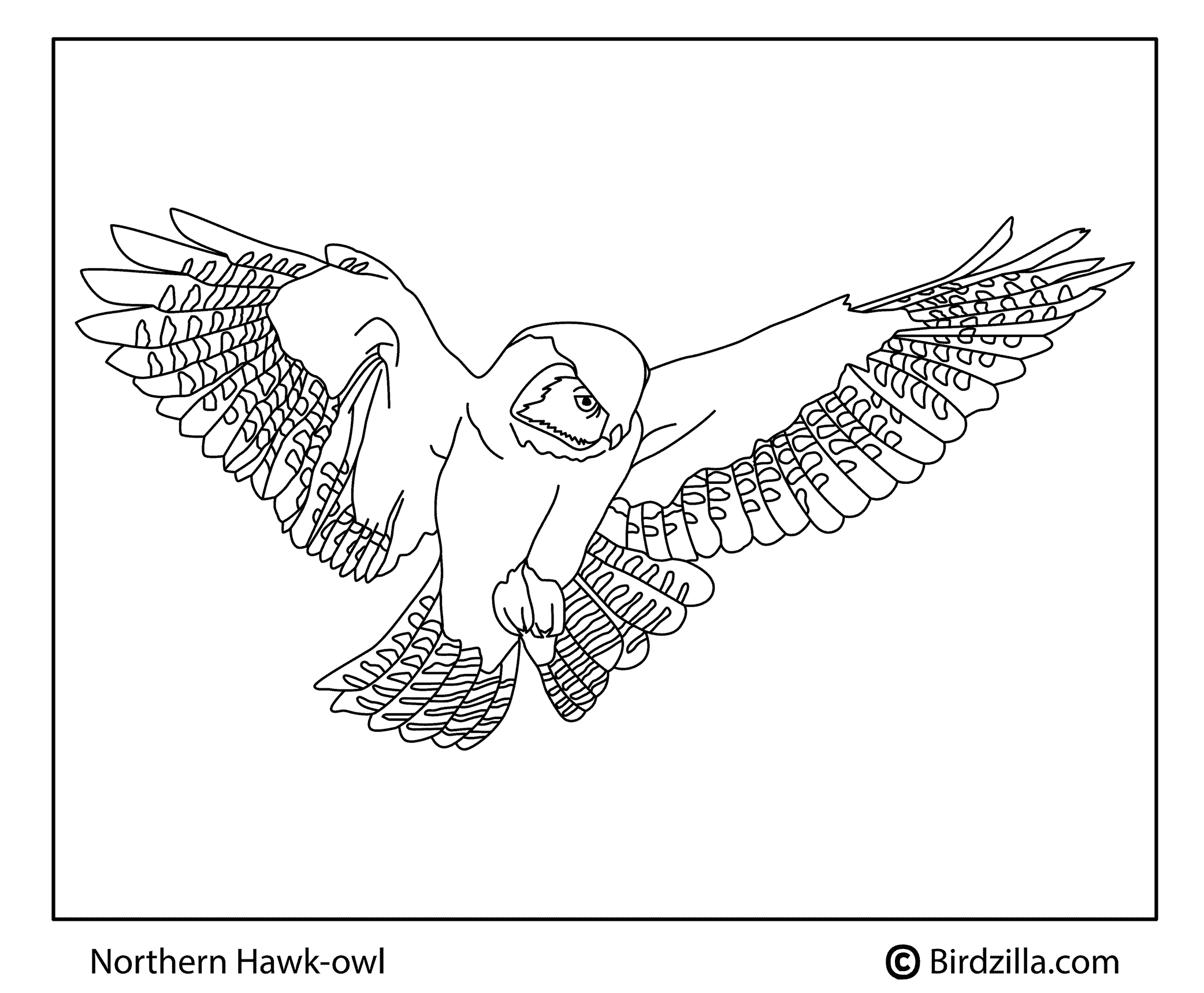 Northern Hawk Owl coloring page