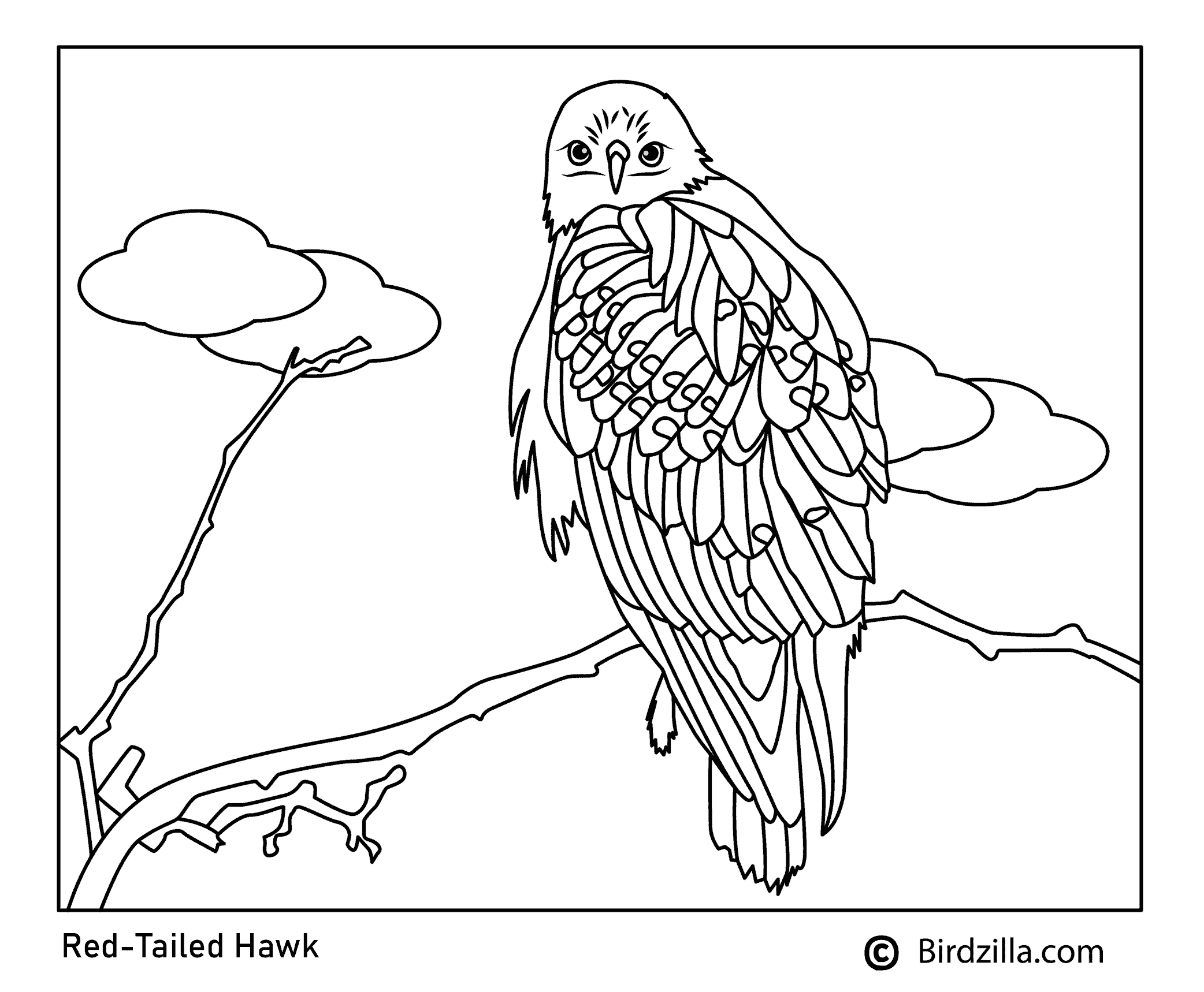 Red-tailed hawk coloring page