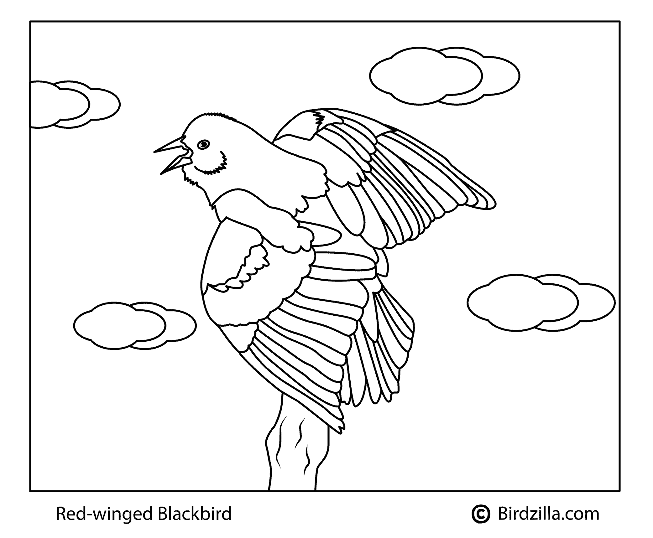 Red Winged Blackbird coloring page