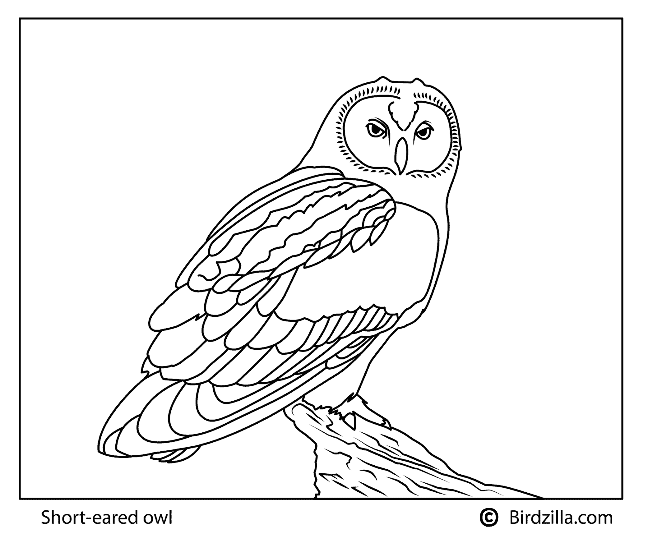 Short Eared Owl Coloring page