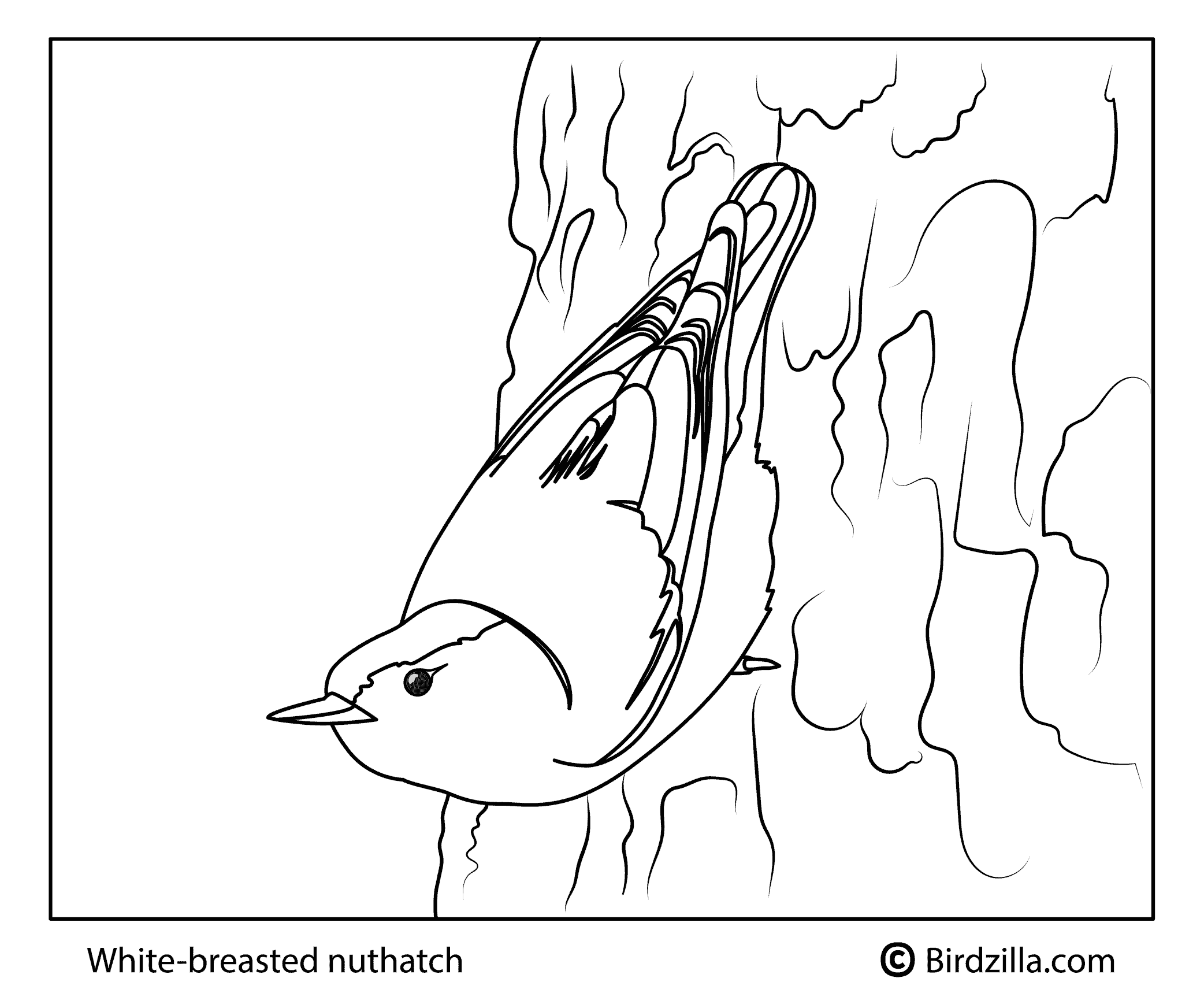 White breasted Nutchatch coloring page