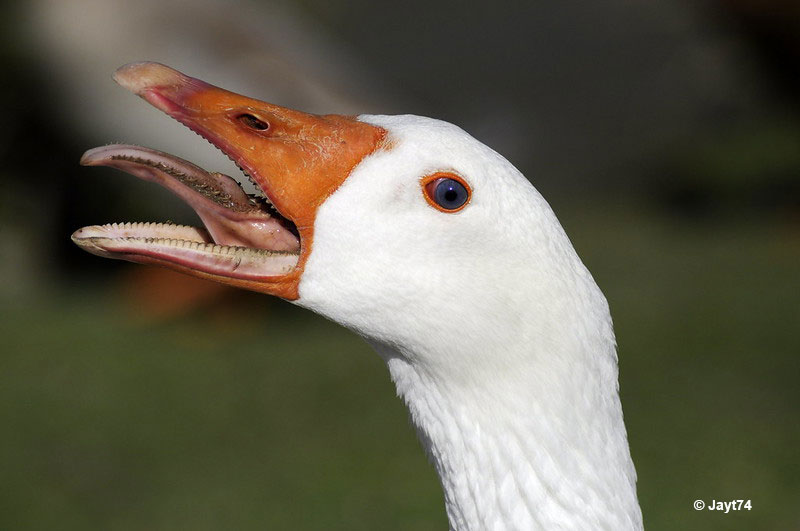 Geese showing mouth