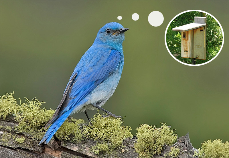 Bluebird feeders