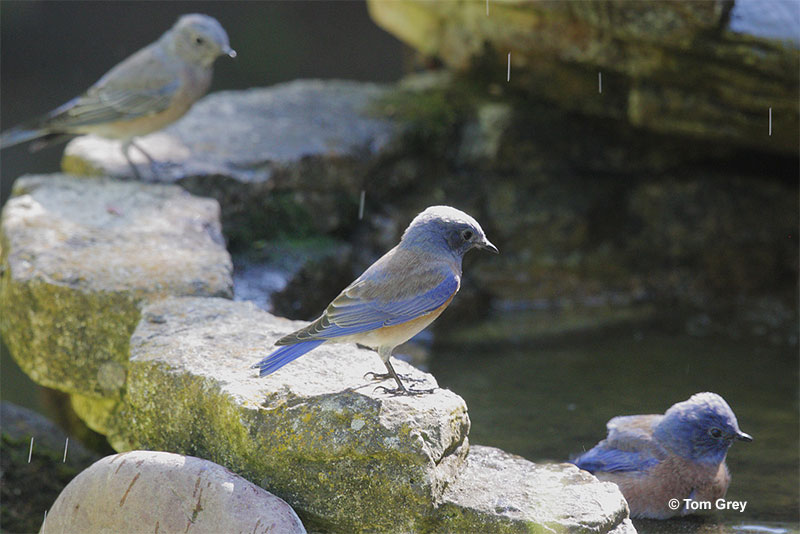 bluebirds in a birdbath