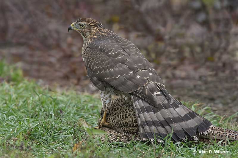 Cooper's Hawk with its prey