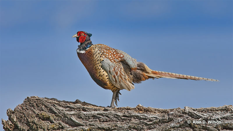 Ring-necked Pheasant is the state bird of South Dakota