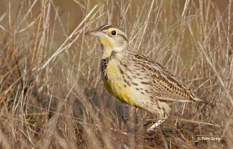 Western Meadowlark is North Dakota state bird