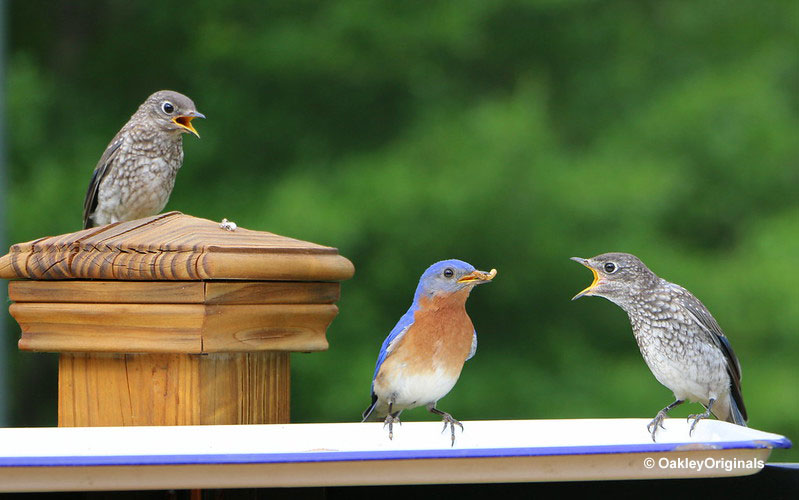 At feeders bluebirds enjoy mealworms