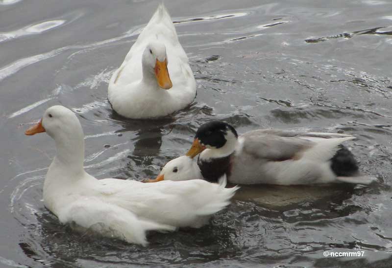 Ducks mating