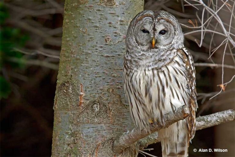 How Long Do Owls Live? Unraveling The Mystery