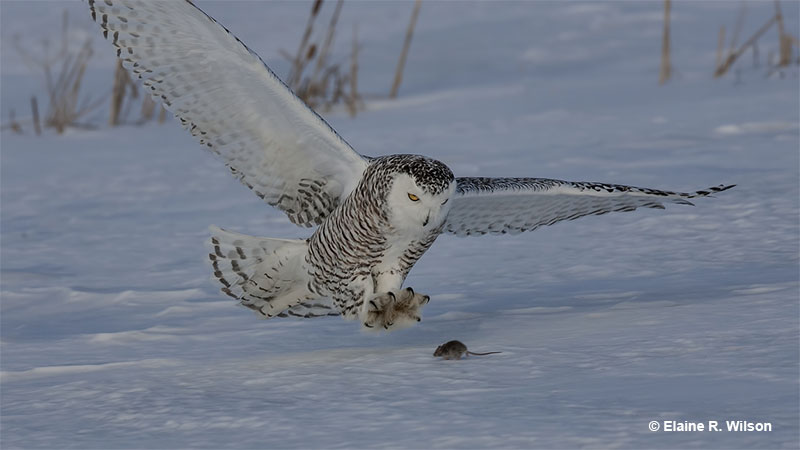 Snowy owl hunting in the winter