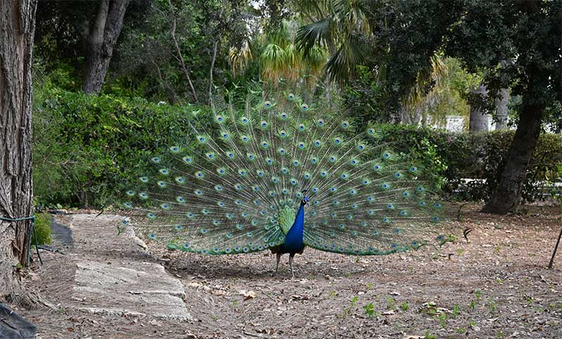 peacock displaying
