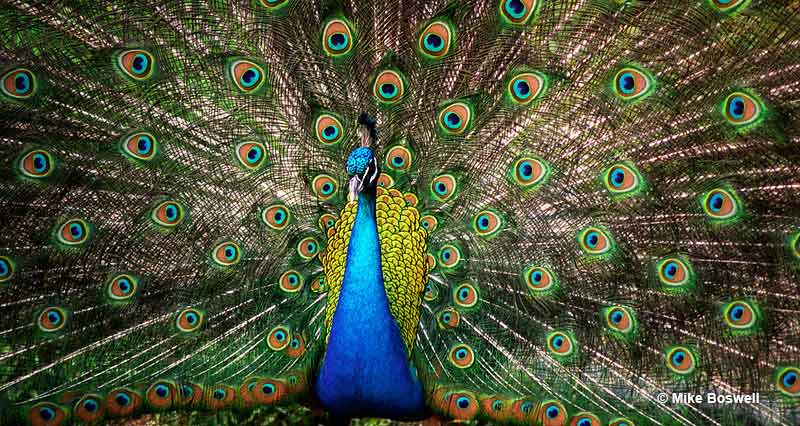 Peacocks are often thought to symbolize wealth, the same goes for their feathers