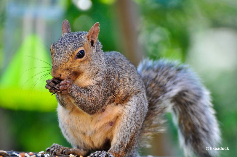 squirrels munching on seeds
