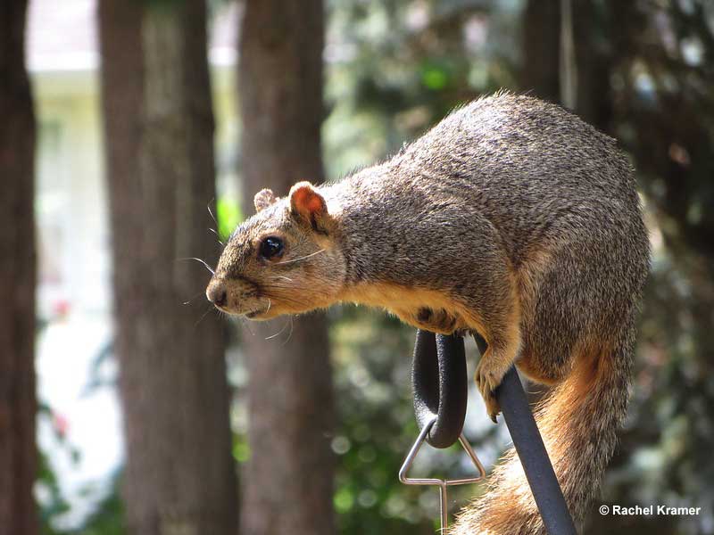 Squirrel-proof bird feeders