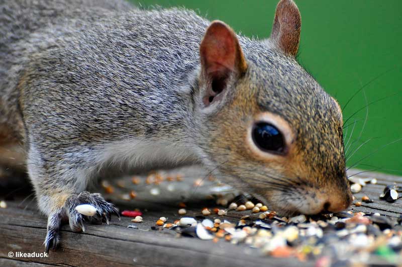 Squirrel snacking on some seeds