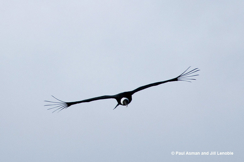 Andean Condor