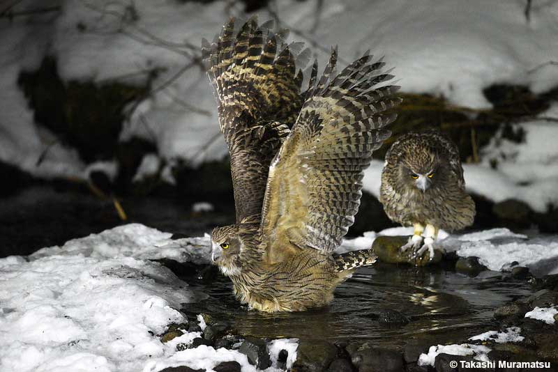 Blakinston's Fish Owls