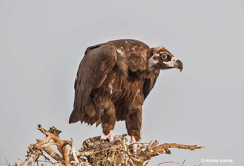 Cinereous Vulture