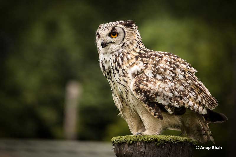 Eurasian Eagle Owl