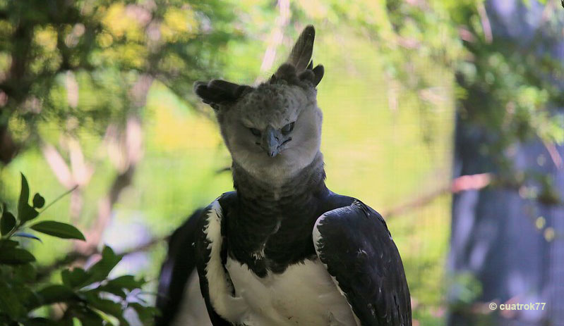 Harpy Eagle