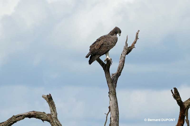 Martial Eagle