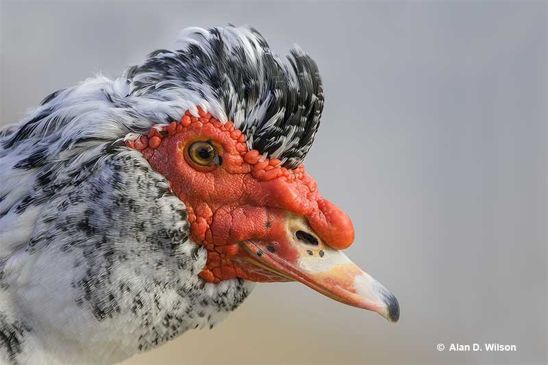 Muscovy Duck