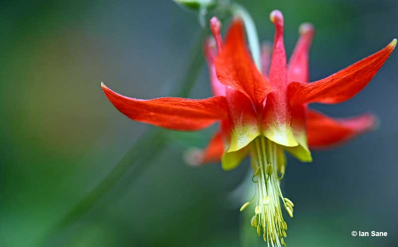 Bright flowers are great for attracting hummingbirds