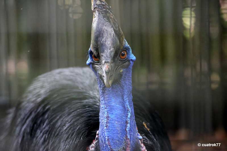 Southern Cassowary