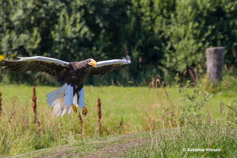 Steller's Sea Eagle