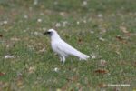 Why Are Some Birds Leucistic Or Albinos? [Mutations Explained]