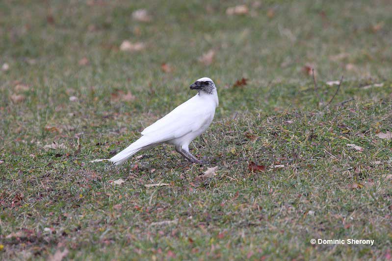 mostly albino crow on the ground