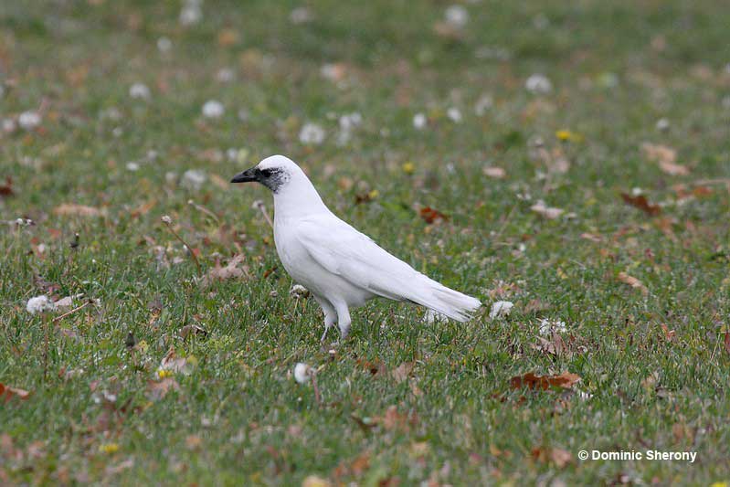 Albino crows - how common or rare are they?