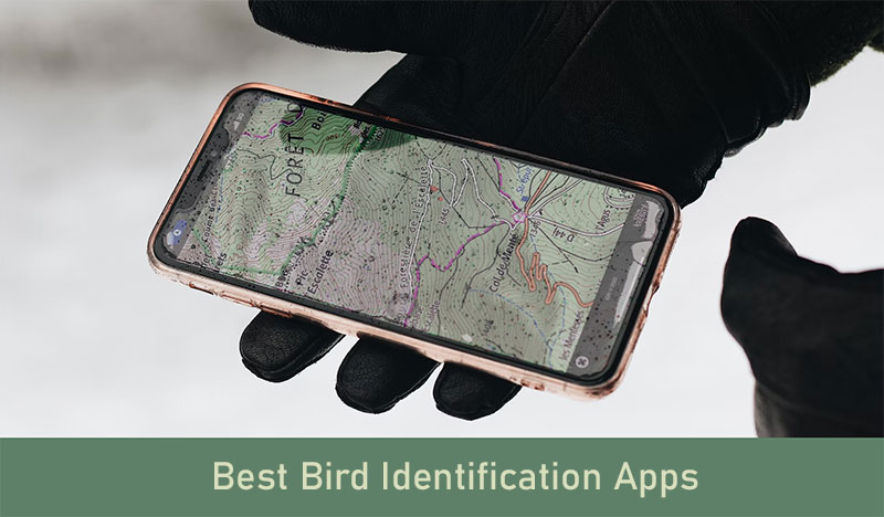 Bird identification apps