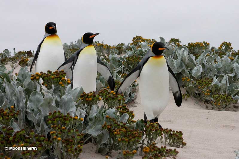 Penguins do resemble birds, and the most important trait is visible from far away – their wings