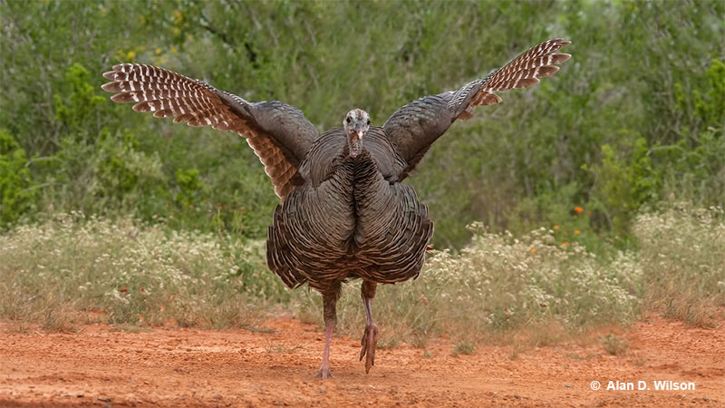 Wild Turkey taking off