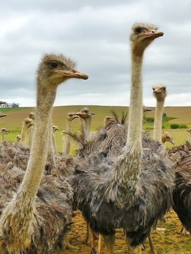 Emu vs Ostrich: What Are The Differences and Similarities?