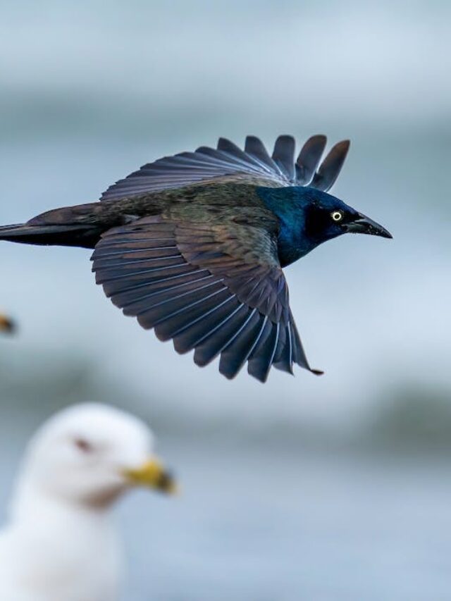 Grackle Vs Crow: What Are The Differences and Similarities