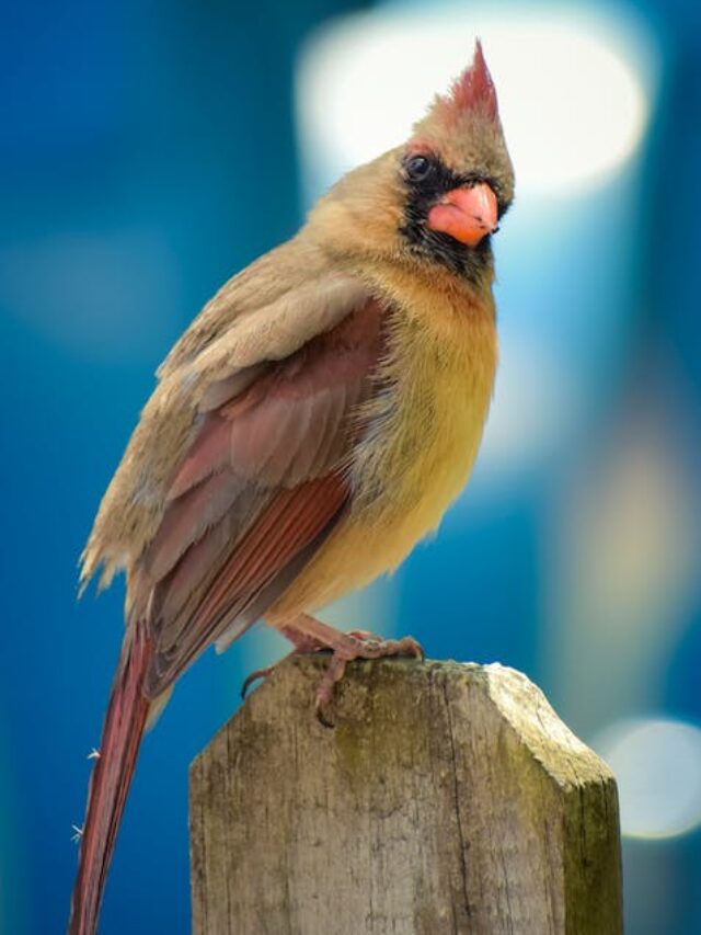 7 Things to Know About Northern Cardinal